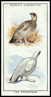 43 Ptarmigan